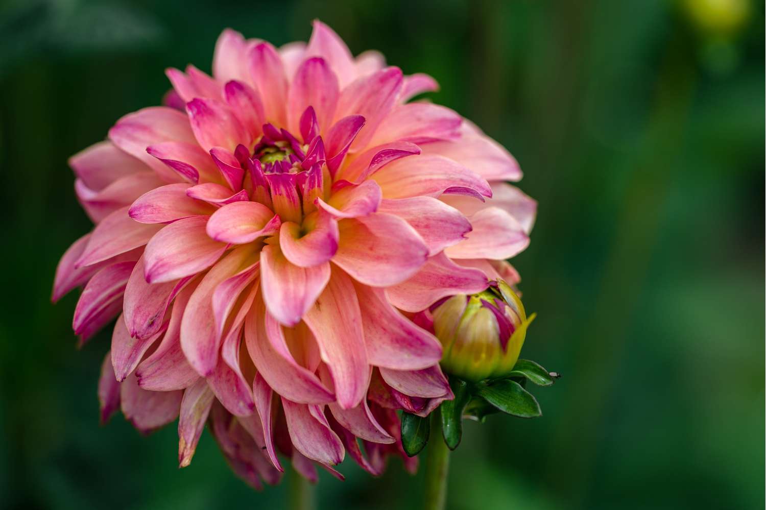 Daalia 'Belfloor'